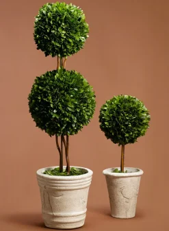 Boxwood Ball Topiaries