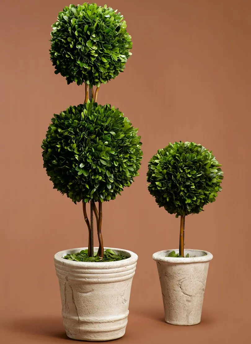 Boxwood Ball Topiaries