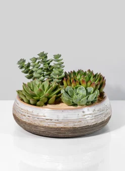 Breve Ceramic Planter