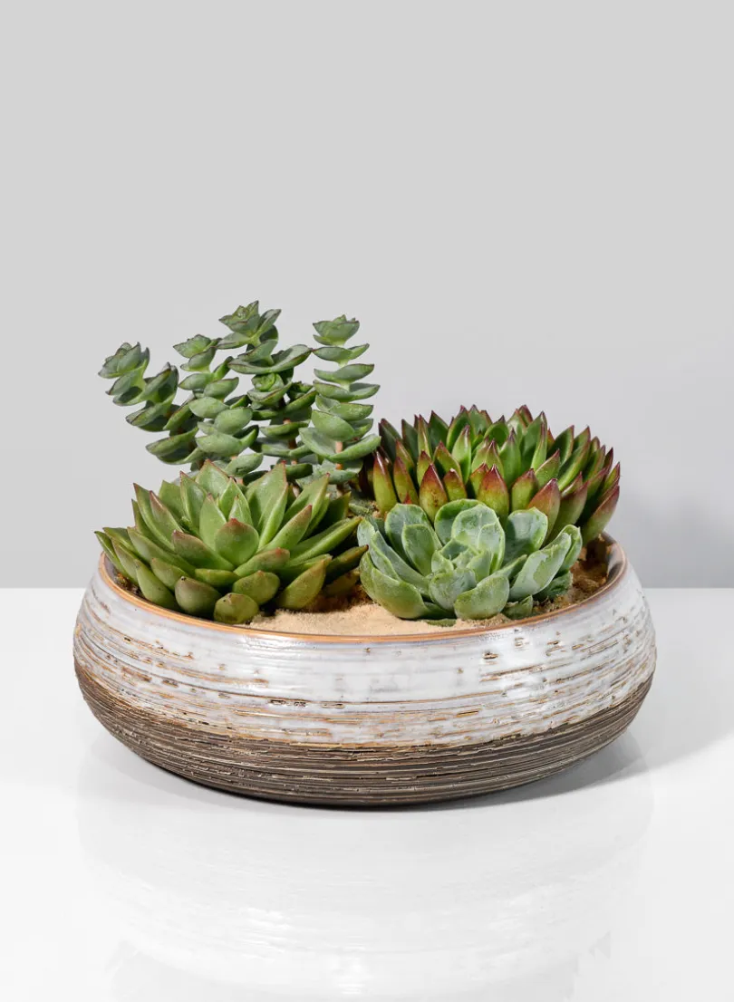 Breve Ceramic Planter