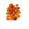 Chinese Lanterns, 0.15 lbs.
