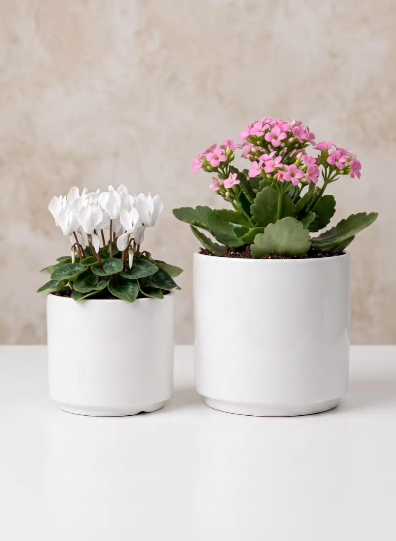 Florist Choice Gloss White Ceramic Cylinders