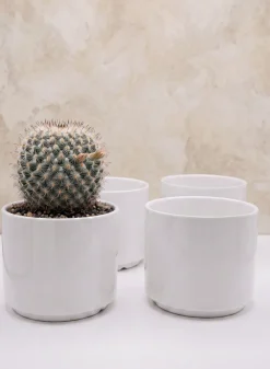 Florist Choice Gloss White Ceramic Cylinders