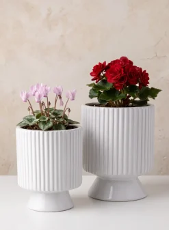 Florist Choice White Ceramic Cachepot with Base