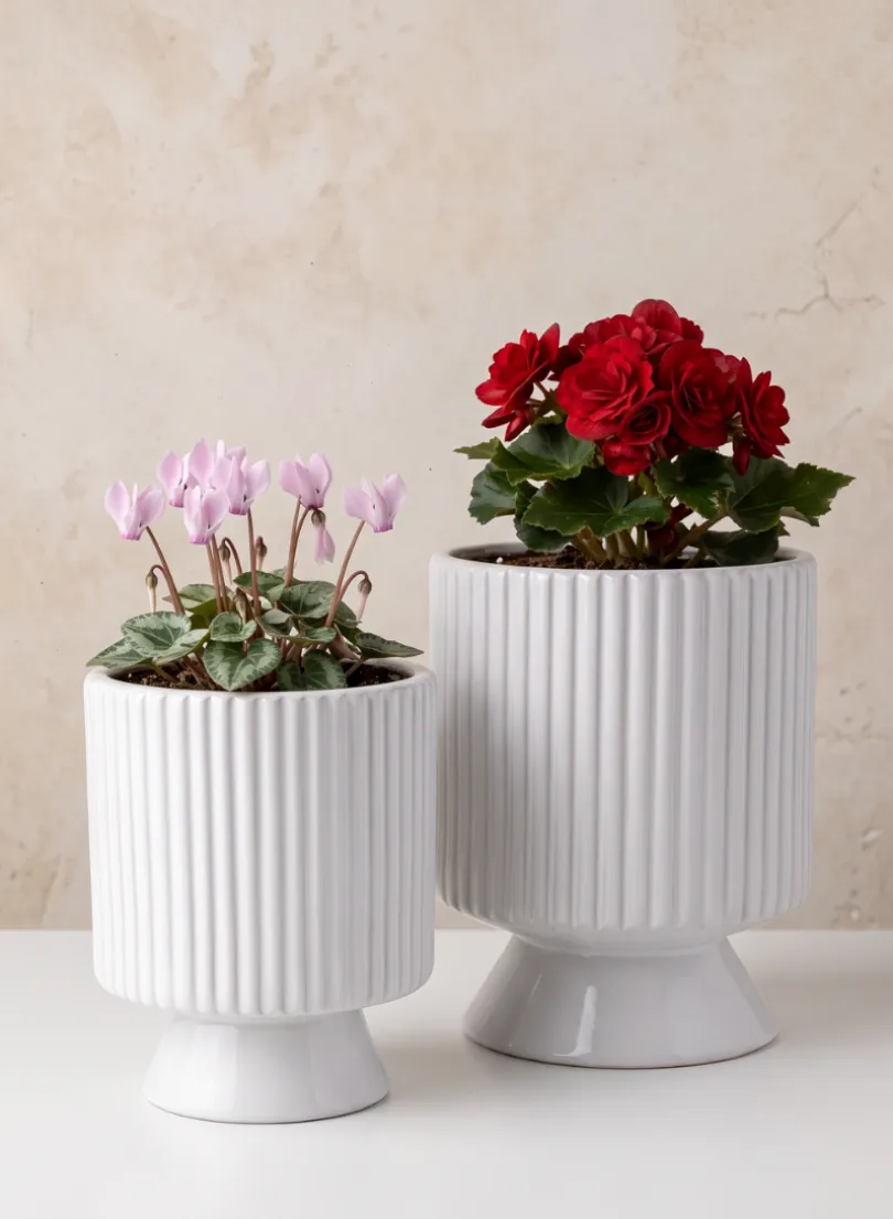 Florist Choice White Ceramic Cachepot with Base