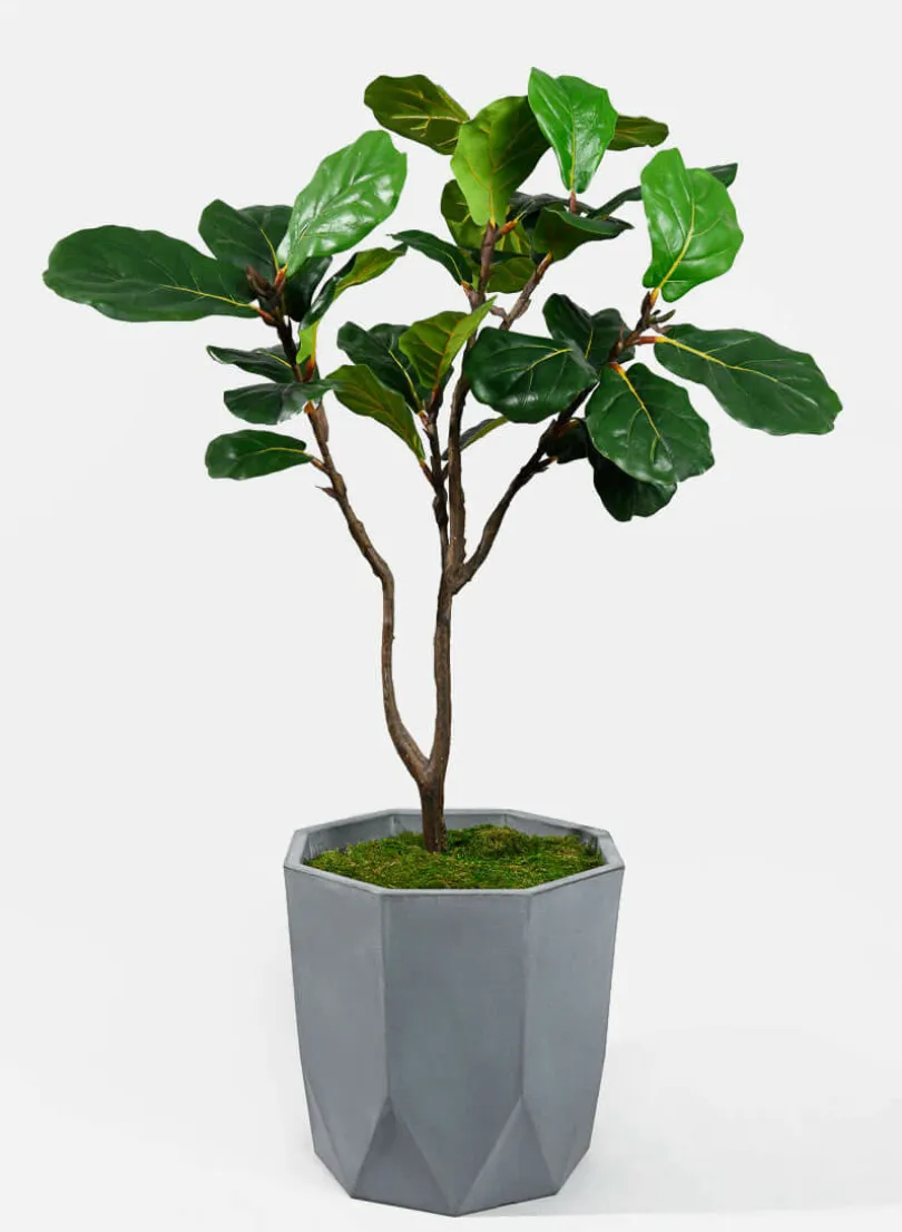 4ft Tall Fiddle-Leaf Fig Tree