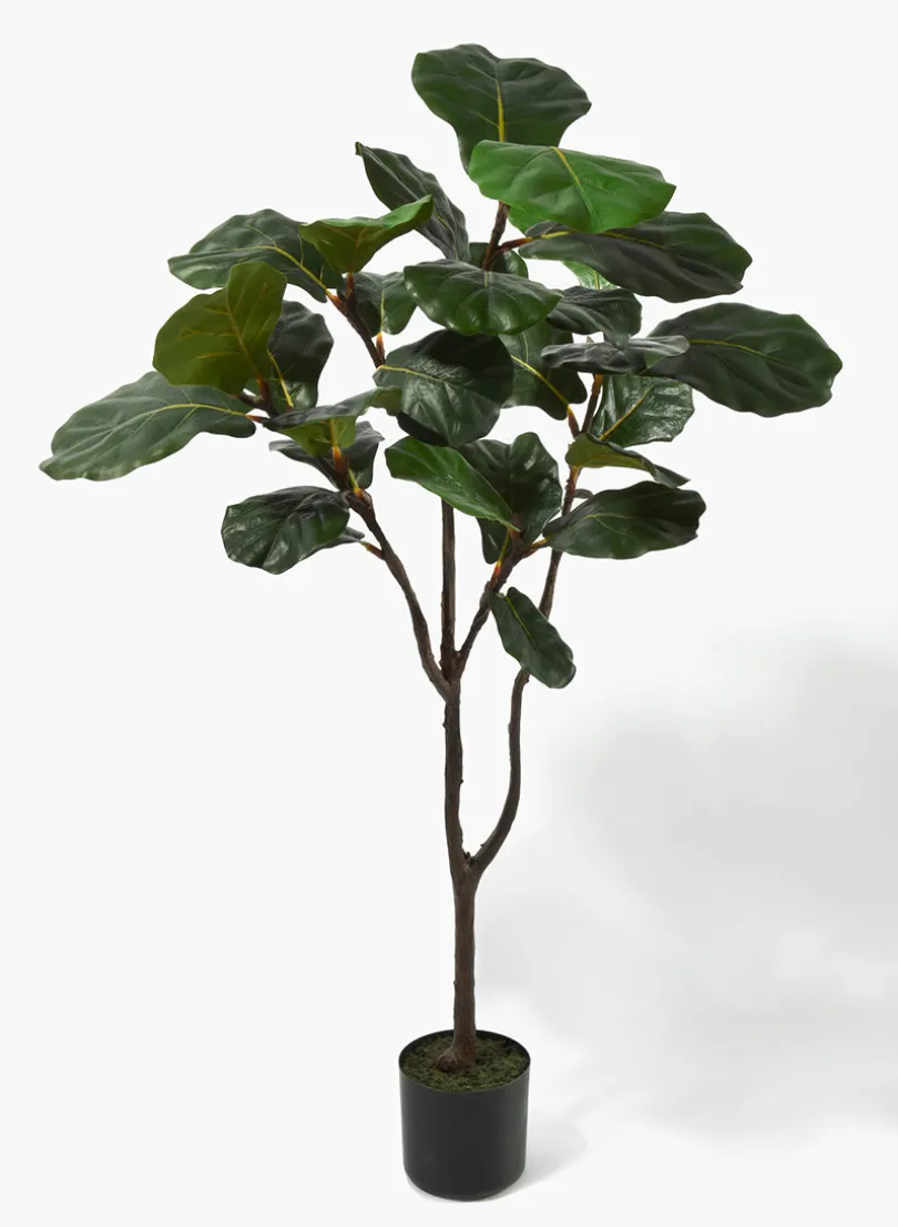 4ft Tall Fiddle-Leaf Fig Tree