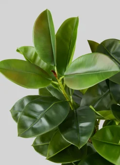 5ft Tall Potted Real Touch Rubber Tree
