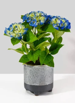 Ground Java Planter