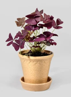Honey Relief Ceramic Pot & Saucer