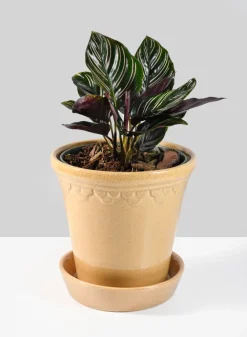 Honey Relief Ceramic Pot & Saucer