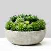 10in Diameter Echeveria Succulent Mix In Bowl