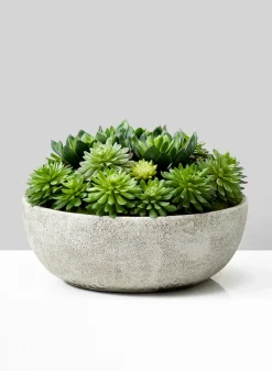 10in Diameter Echeveria Succulent Mix In Bowl
