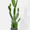 34in Long Angel Wing Cactus Plant