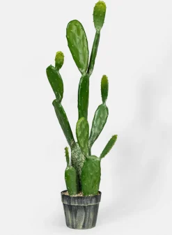 34in Long Angel Wing Cactus Plant