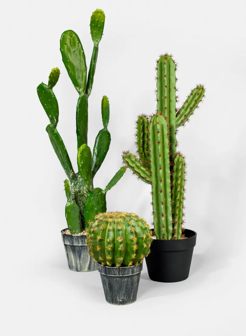 34in Long Angel Wing Cactus Plant