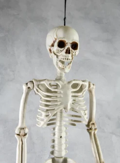 35in Long Ant Gertrude Full Skeleton