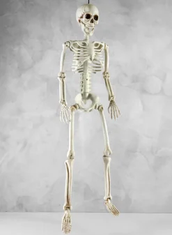 35in Long Ant Gertrude Full Skeleton