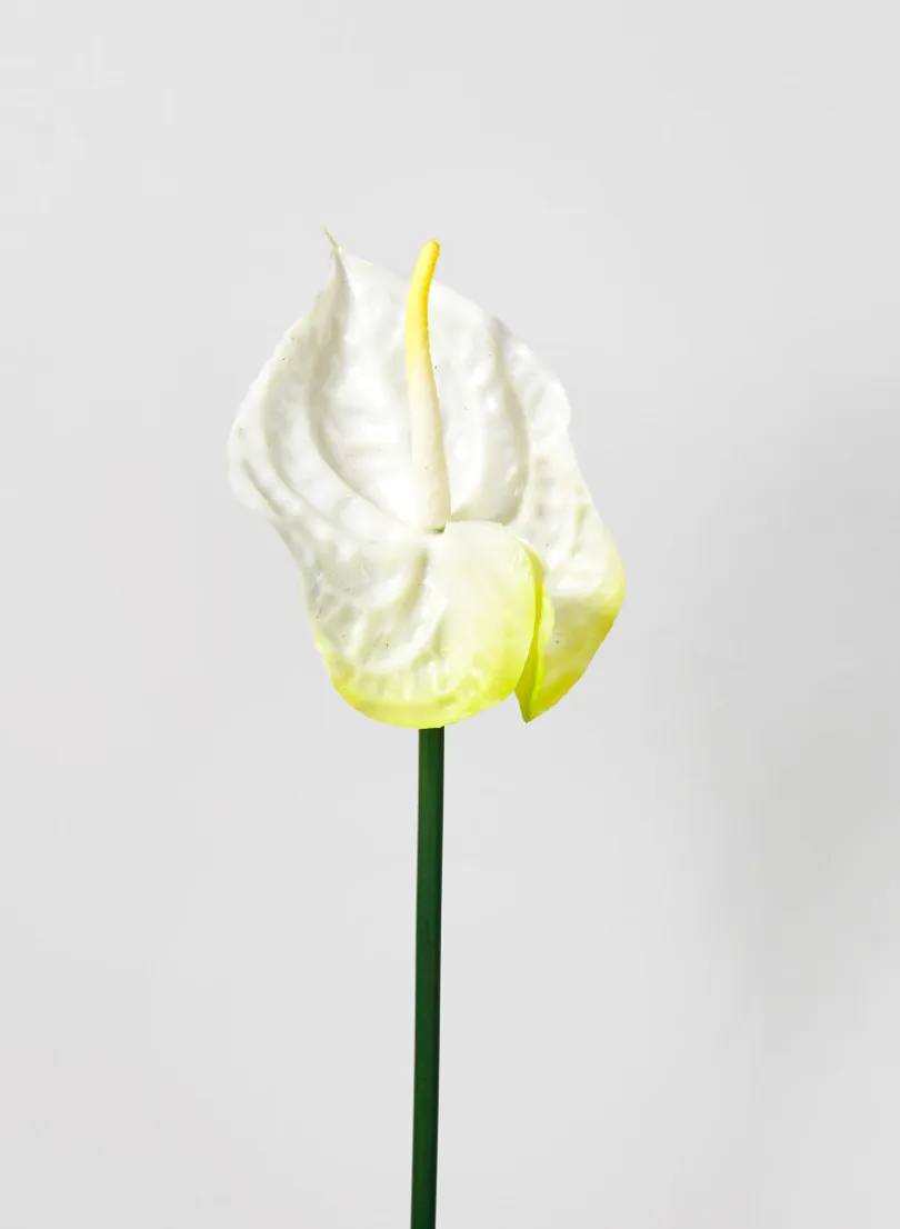 27in Long Anthurium Spray, White, Case of 12