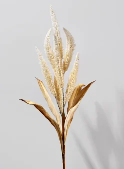 35in Long Beige Amaranth Reed, Case of 12