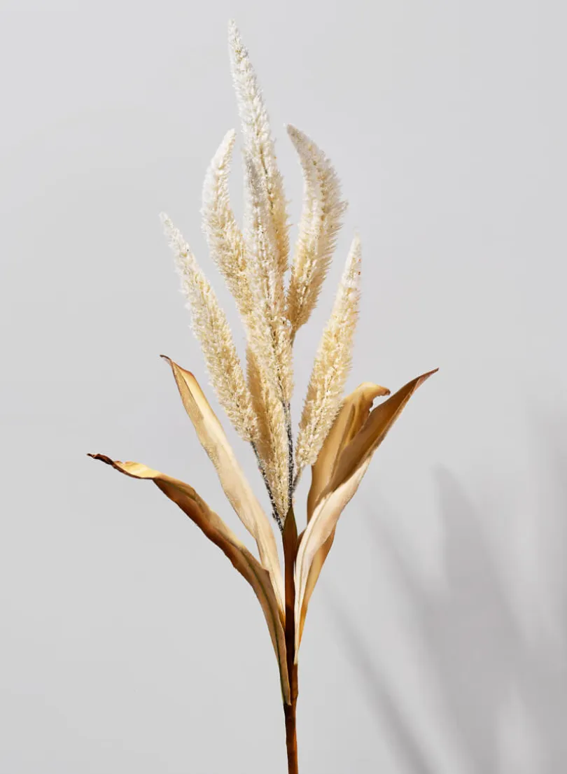 35in Long Beige Amaranth Reed, Case of 12