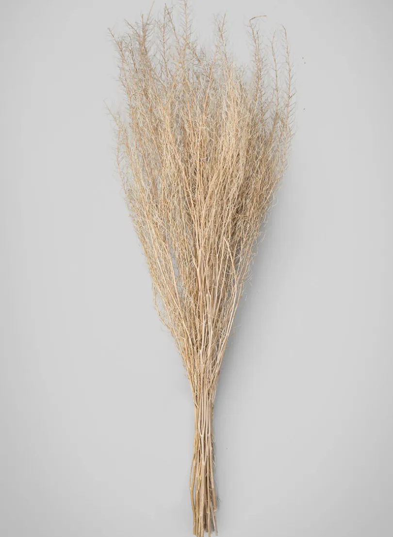 30in Long Bleached Flixweed Bunch