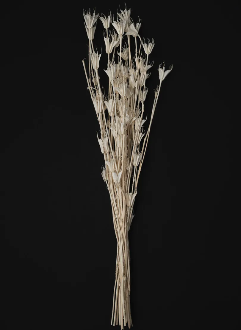 24in Long Bleached Nigella Bunch