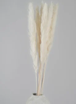 28in Long Bleached Pampas Grass Bunch