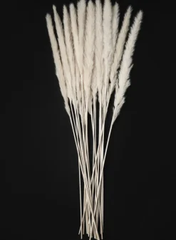 28in Long Bleached Pampas Grass Bunch