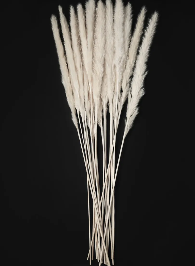 28in Long Bleached Pampas Grass Bunch