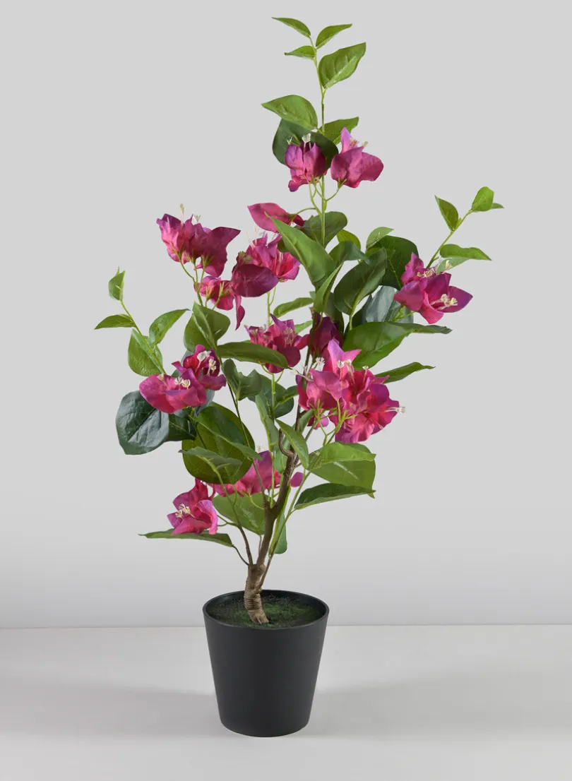 26in Long Blooming Red Bougainvillea In a Pot