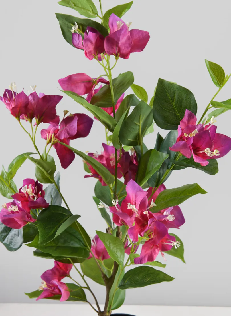26in Long Blooming Red Bougainvillea In a Pot