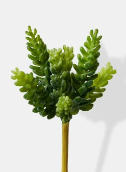 7in Long Burro's Tail