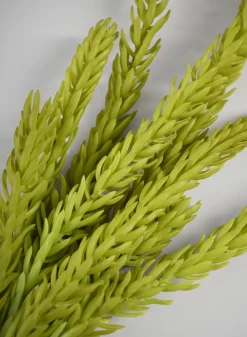 14in Long Burro's Tail Pick, Case of 12