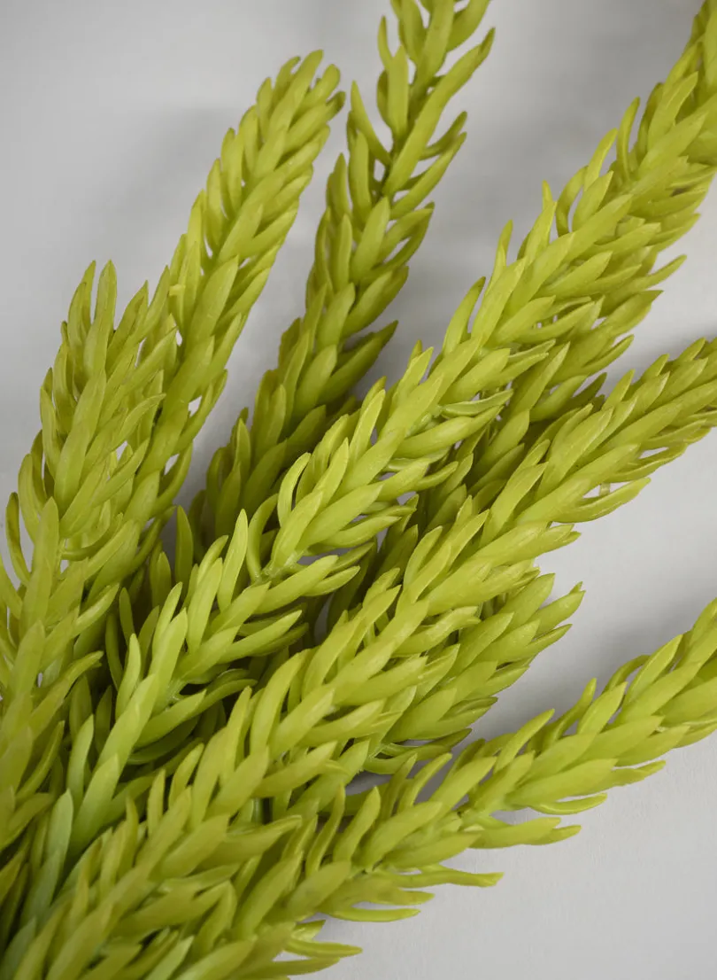 14in Long Burro's Tail Pick, Case of 12