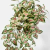 27in Long Caladium Bush