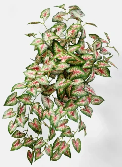 27in Long Caladium Bush