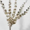 26in Long Champagne Eucalyptus Pick