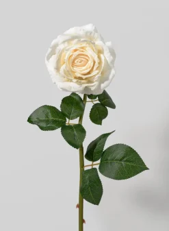 21in Long Cream Rose, Case of 12