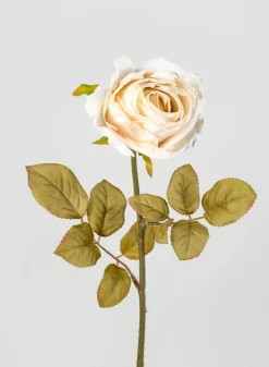 26.5in Long Cream Single Tea Rose Spray, Case of 12