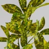 27in Long Croton Pick Leaves, Case of 12
