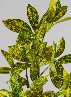 27in Long Croton Pick Leaves, Case of 12