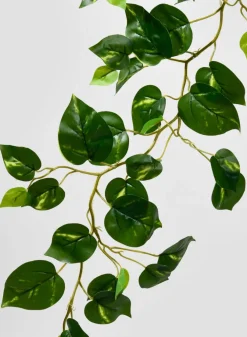 59in Long Devil's Ivy Vine, Case of 12