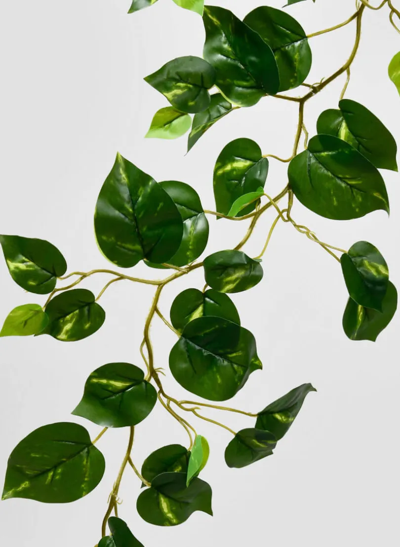 59in Long Devil's Ivy Vine, Case of 12
