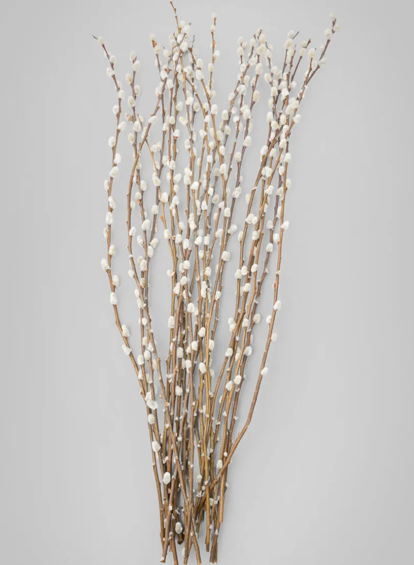 30in Long Dried Pussy Willow Bunch