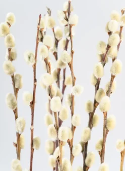 30in Long Dried Pussy Willow Bunch
