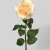 21in Long Eggnog Rose, Case of 12