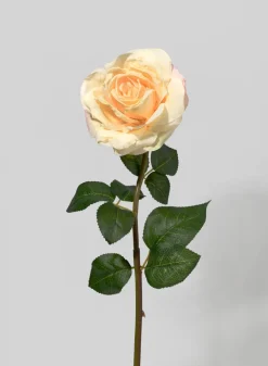 21in Long Eggnog Rose, Case of 12