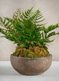 24in Long Fern Bush, Case of 12