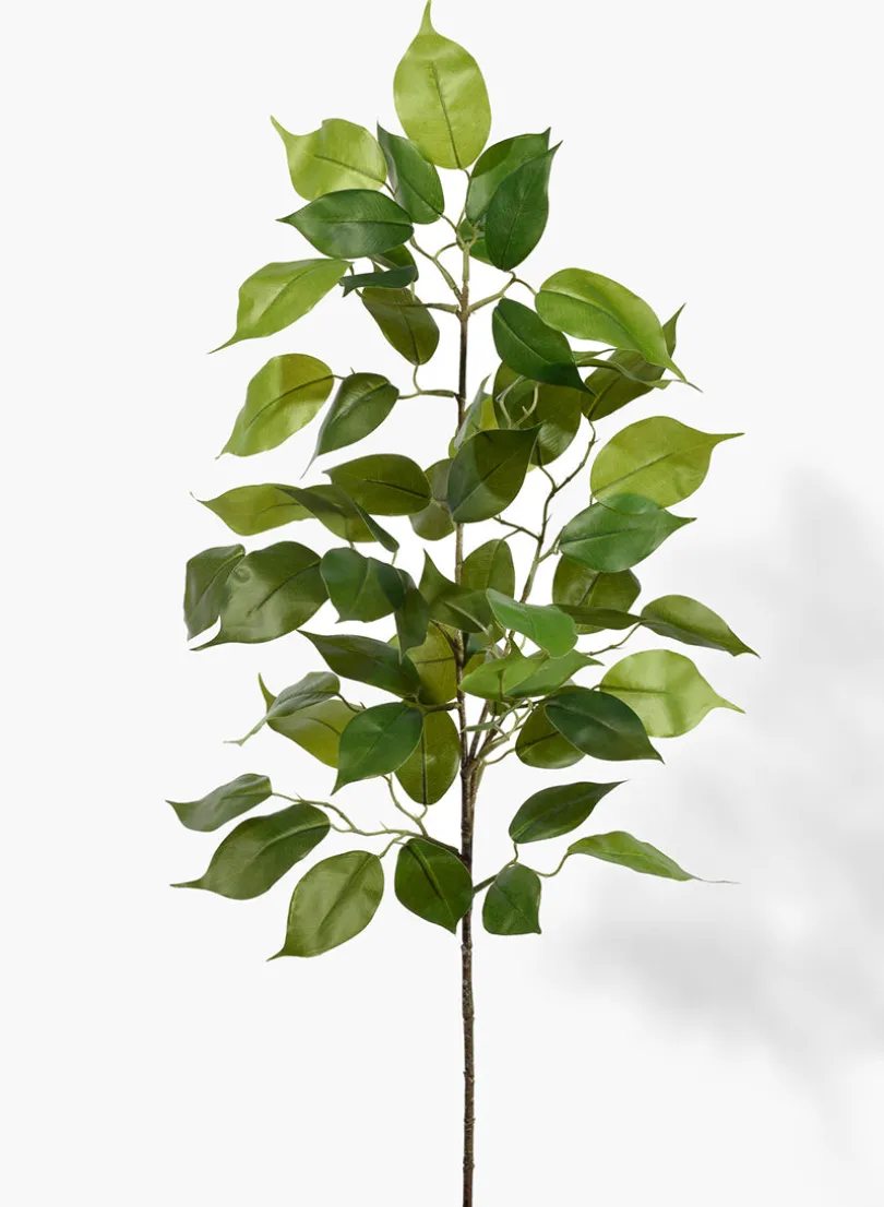 36in Long Ficus Spray, Case of 12